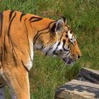 Tiger im Zoo