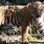 Tiger im Zoo