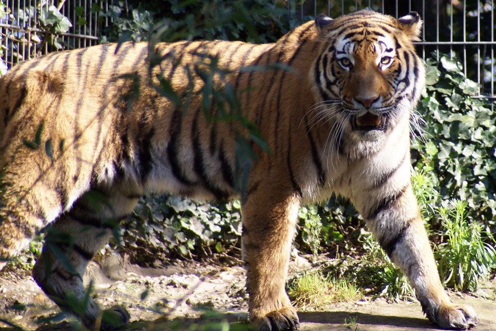 Tiger im Zoo