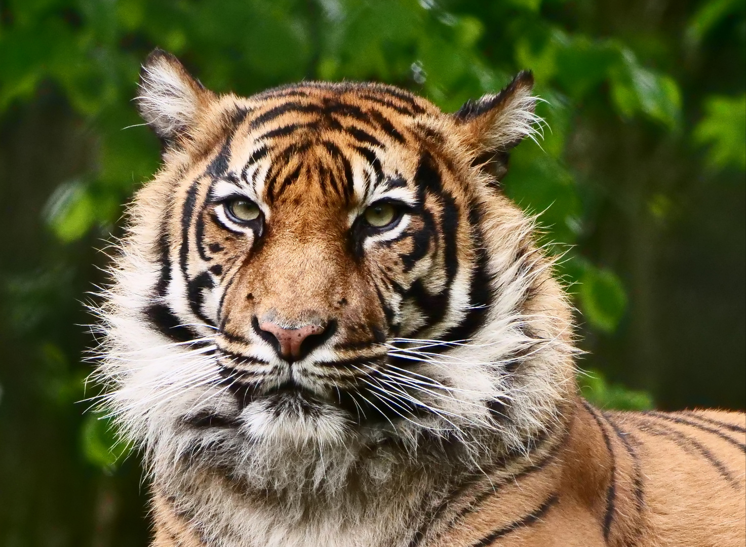 Tiger im Zoo