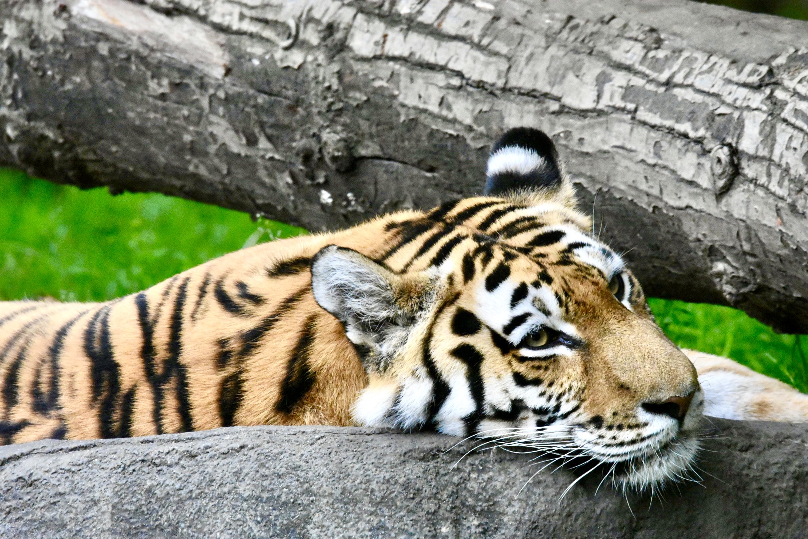 Tiger im Zoo