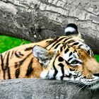 Tiger im Zoo