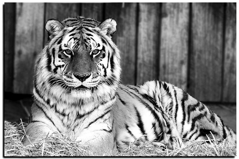 Tiger im Zoo