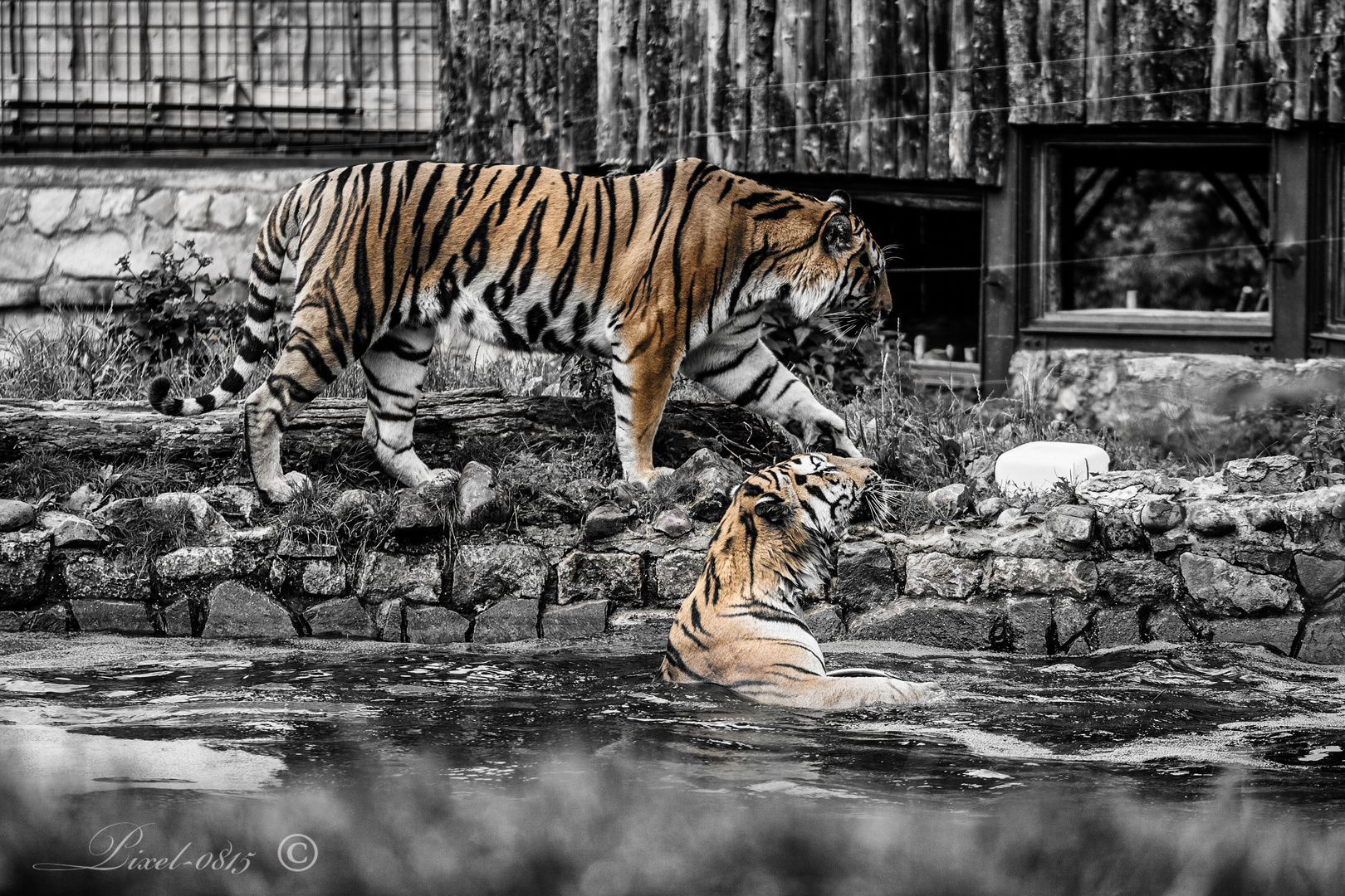 Tiger im Zoo Aschersleben