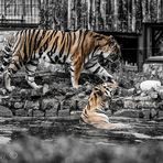 Tiger im Zoo Aschersleben
