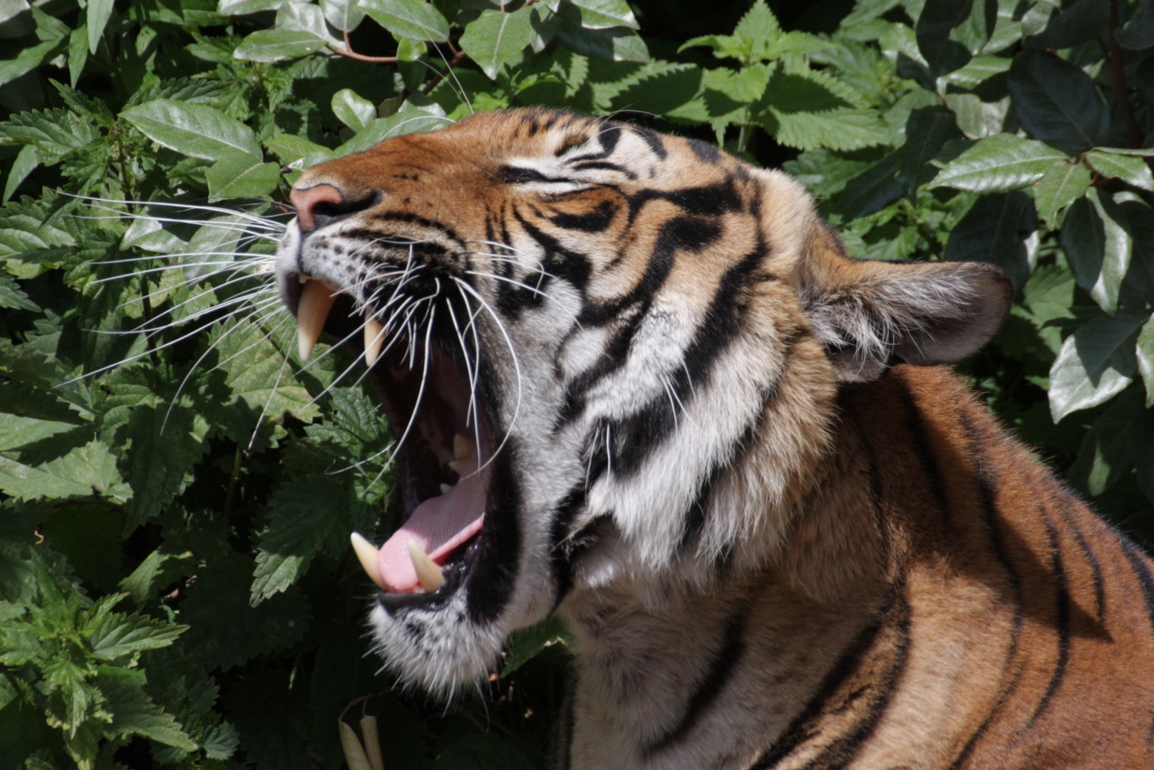 Tiger im Zoo Berlin