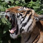 Tiger im Zoo Berlin