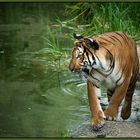 Tiger im Zoo Berlin