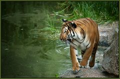 Tiger im Zoo Berlin