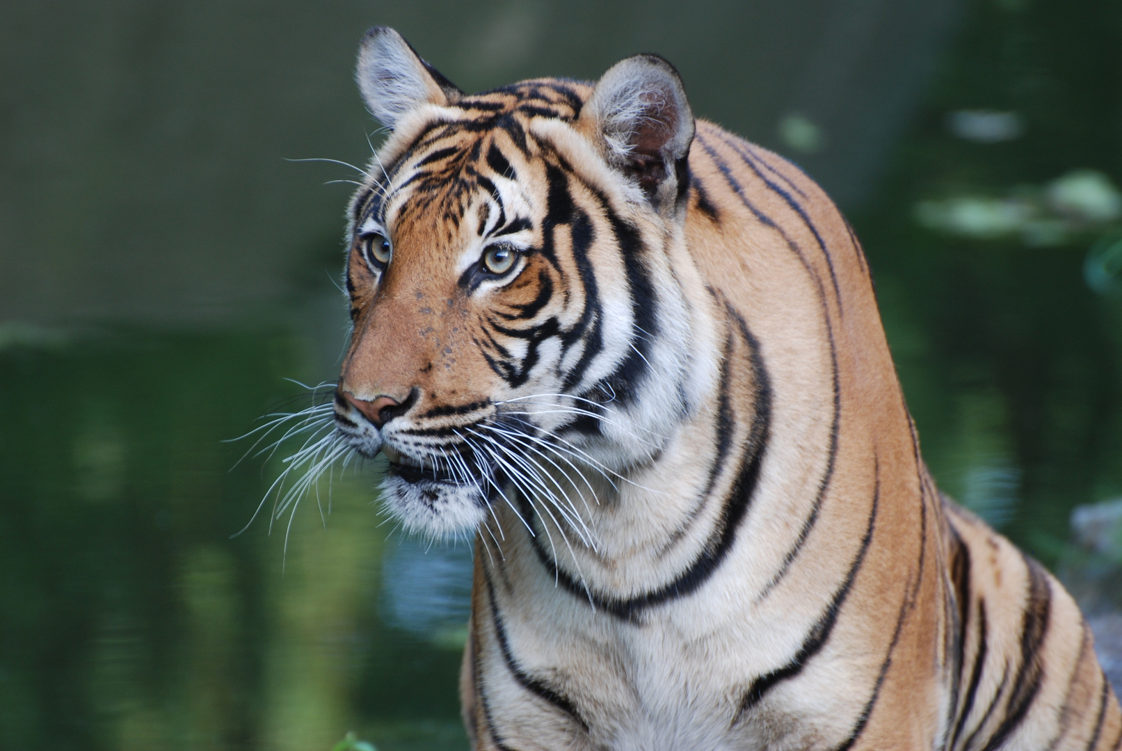 Tiger im Zoo Berlin