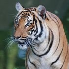 Tiger im Zoo Berlin