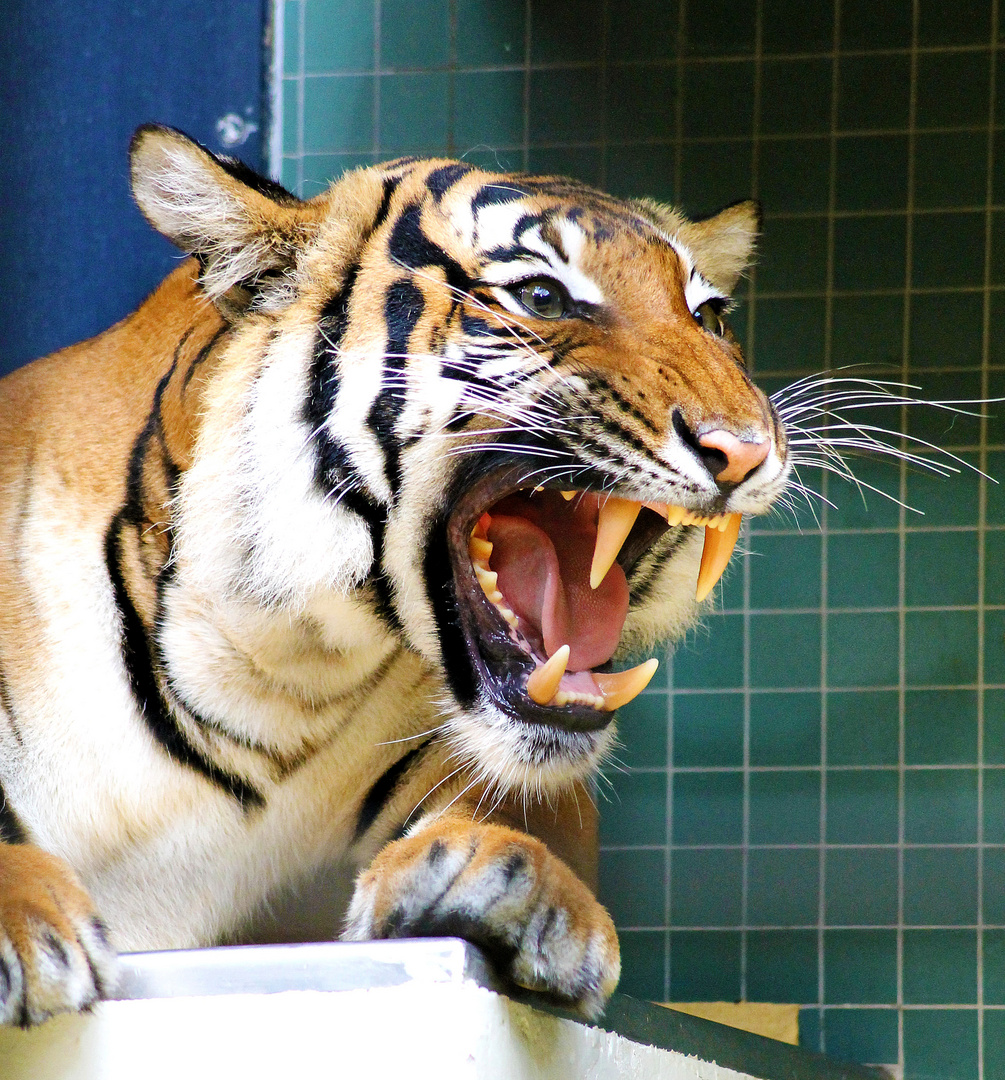 Tiger im Zoo Berlin