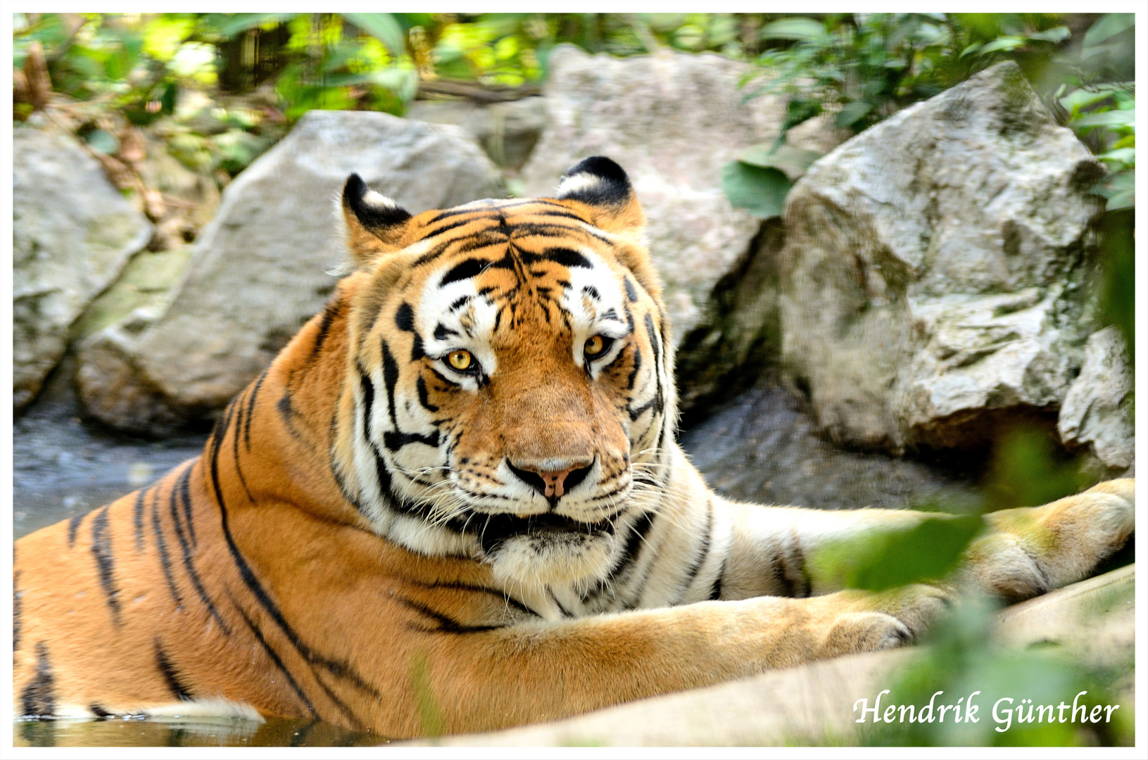 Tiger im Zoo Braunschweig
