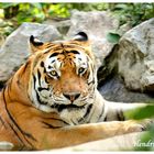 Tiger im Zoo Braunschweig