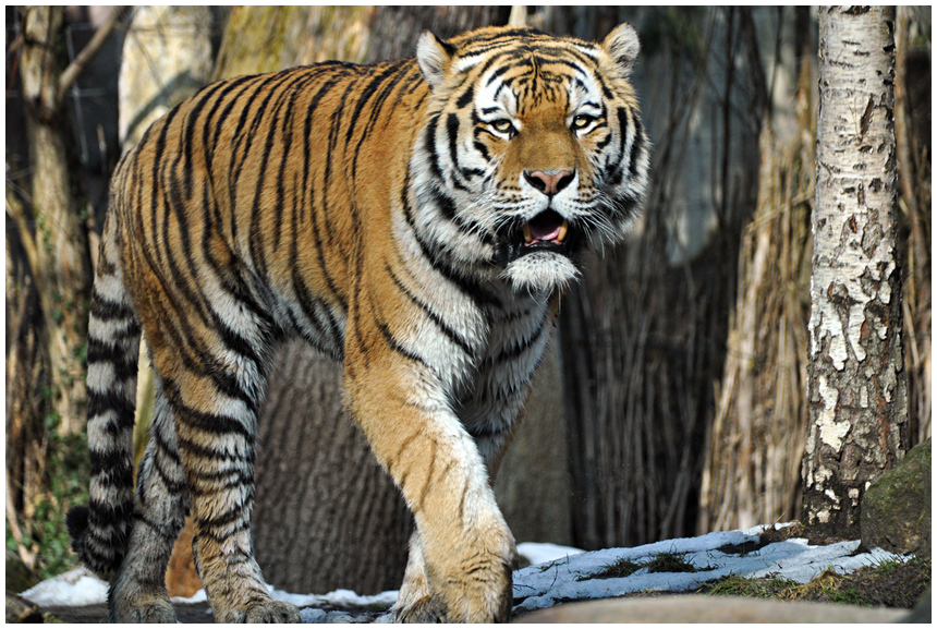 Tiger im Zoo