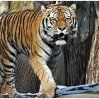 Tiger im Zoo