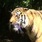 Tiger im Zoo Duisbug