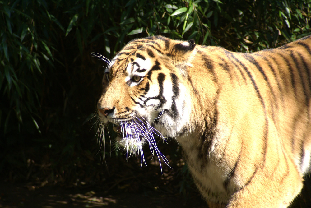 Tiger im Zoo Duisbug