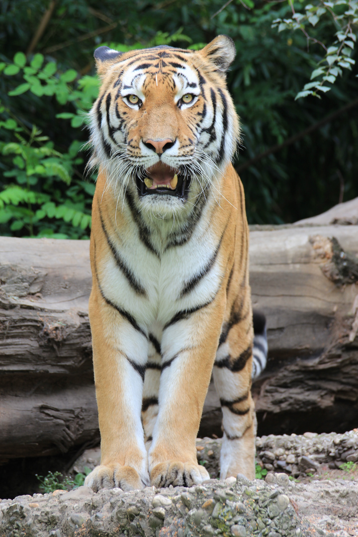 Tiger im Zoo Duisburg