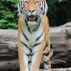 Tiger im Zoo Duisburg