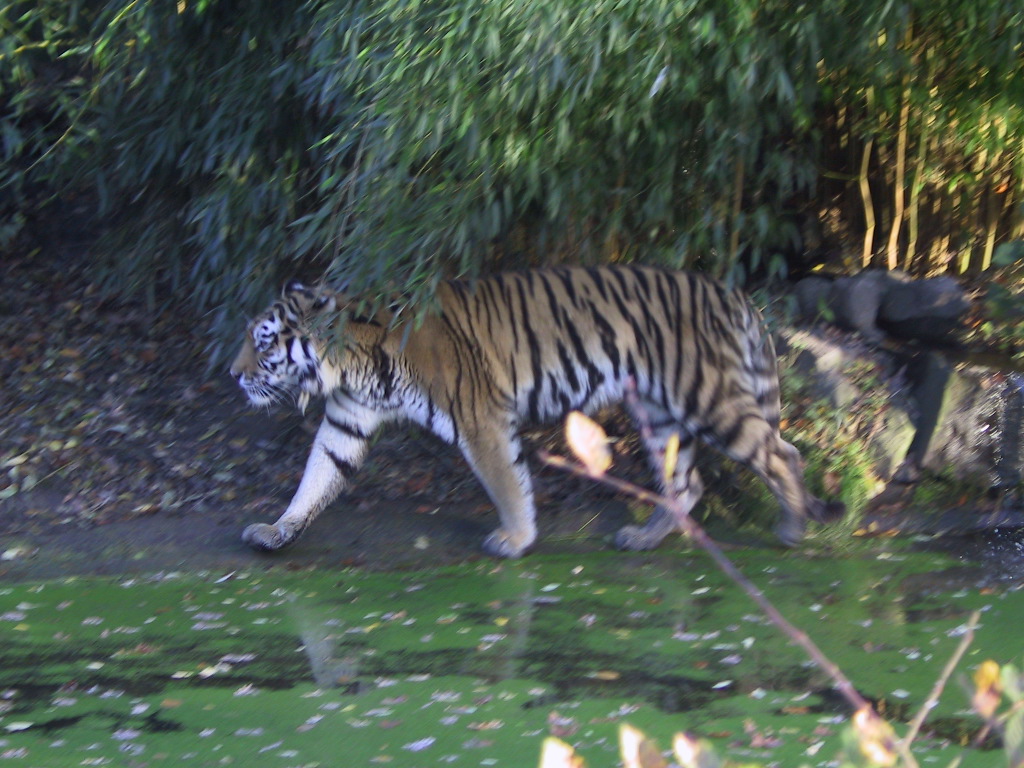 Tiger im Zoo