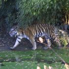 Tiger im Zoo