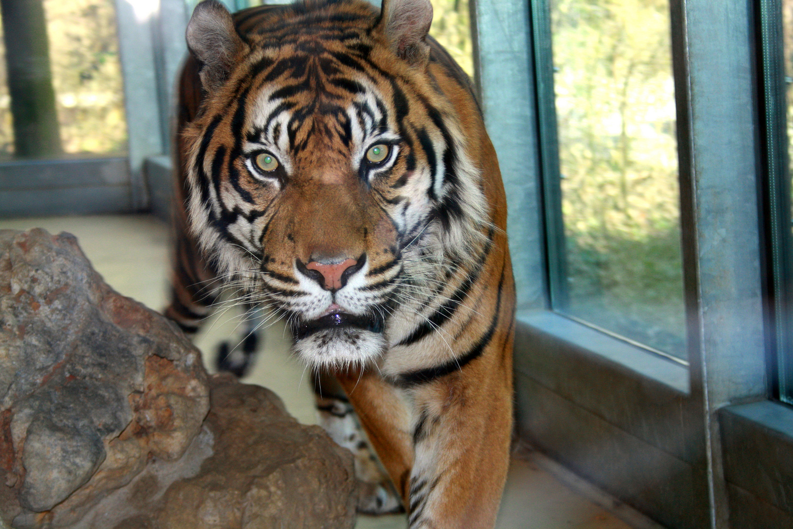 Tiger im Zoo