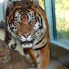 Tiger im Zoo