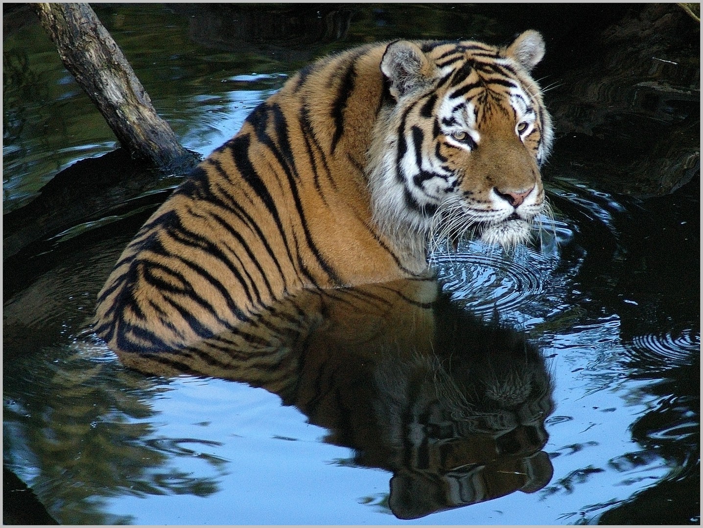 Tiger im Zoo Eberswalde