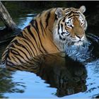 Tiger im Zoo Eberswalde