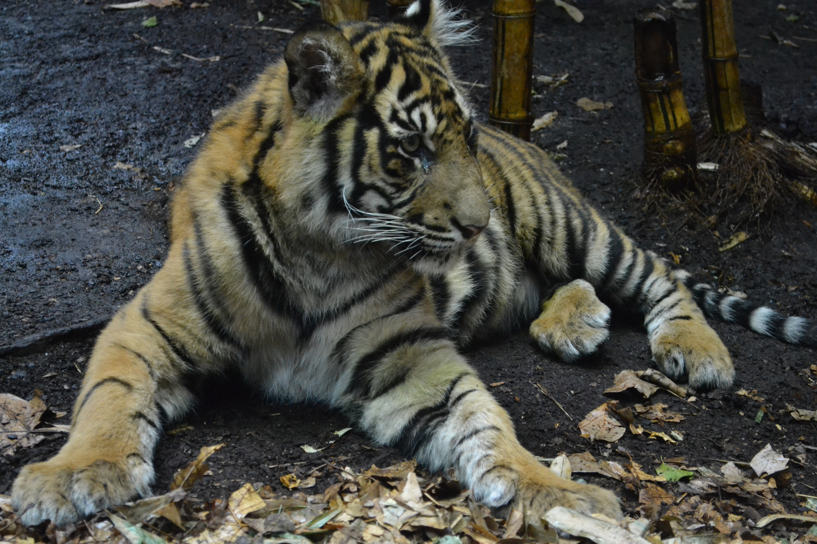 Tiger im Zoo Frankfurt