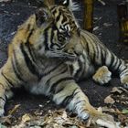 Tiger im Zoo Frankfurt