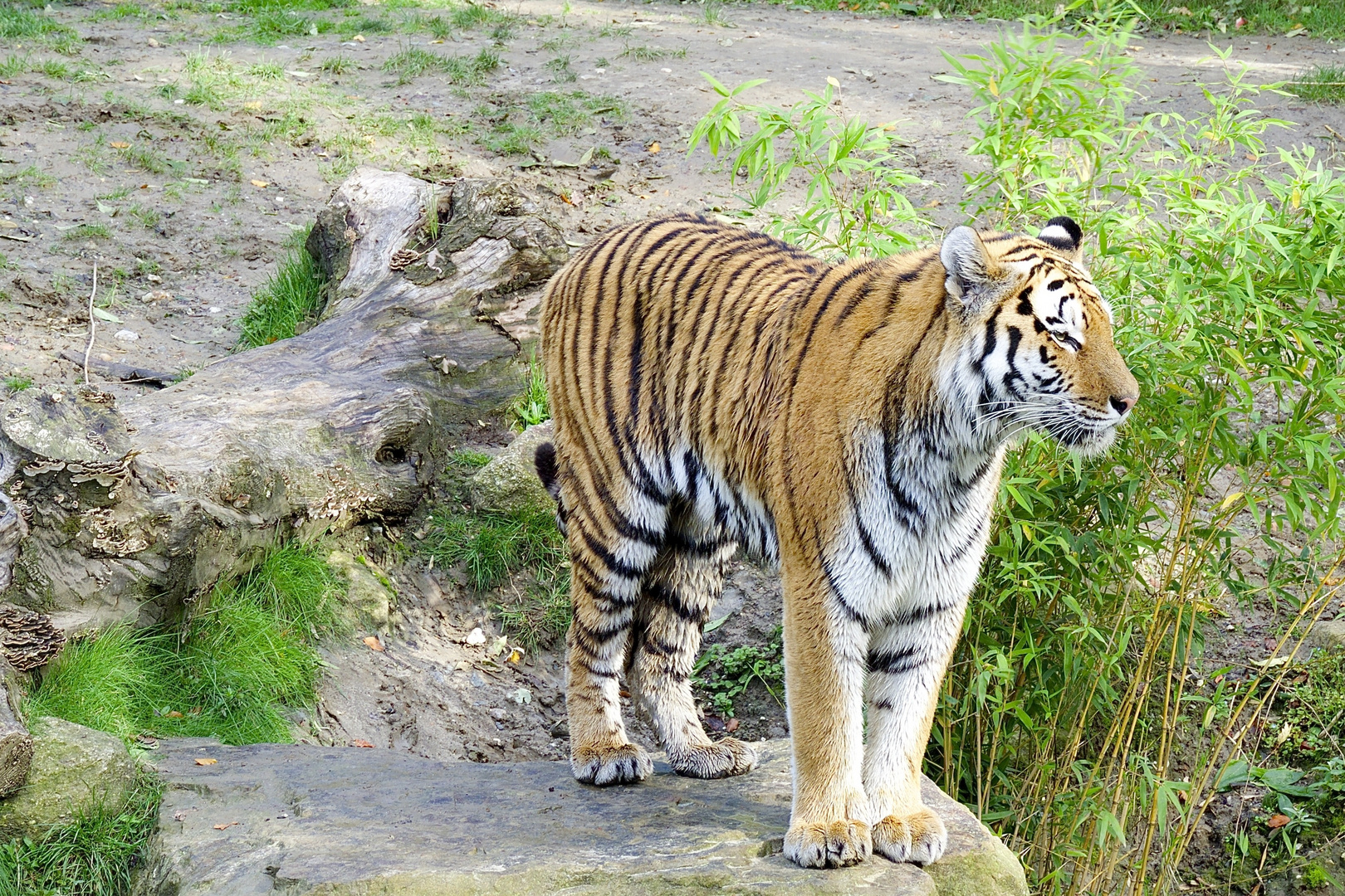 Tiger im Zoo Gelsenkirchen