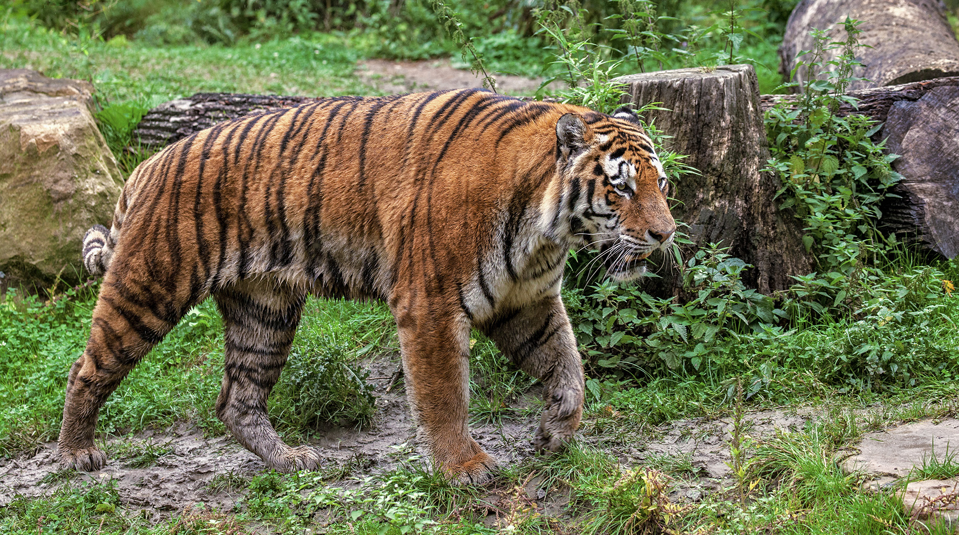 Tiger im Zoo Gelsenkirchen