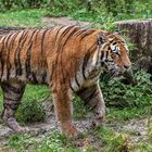 Tiger im Zoo Gelsenkirchen