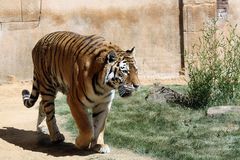 Tiger im Zoo Hannover #1