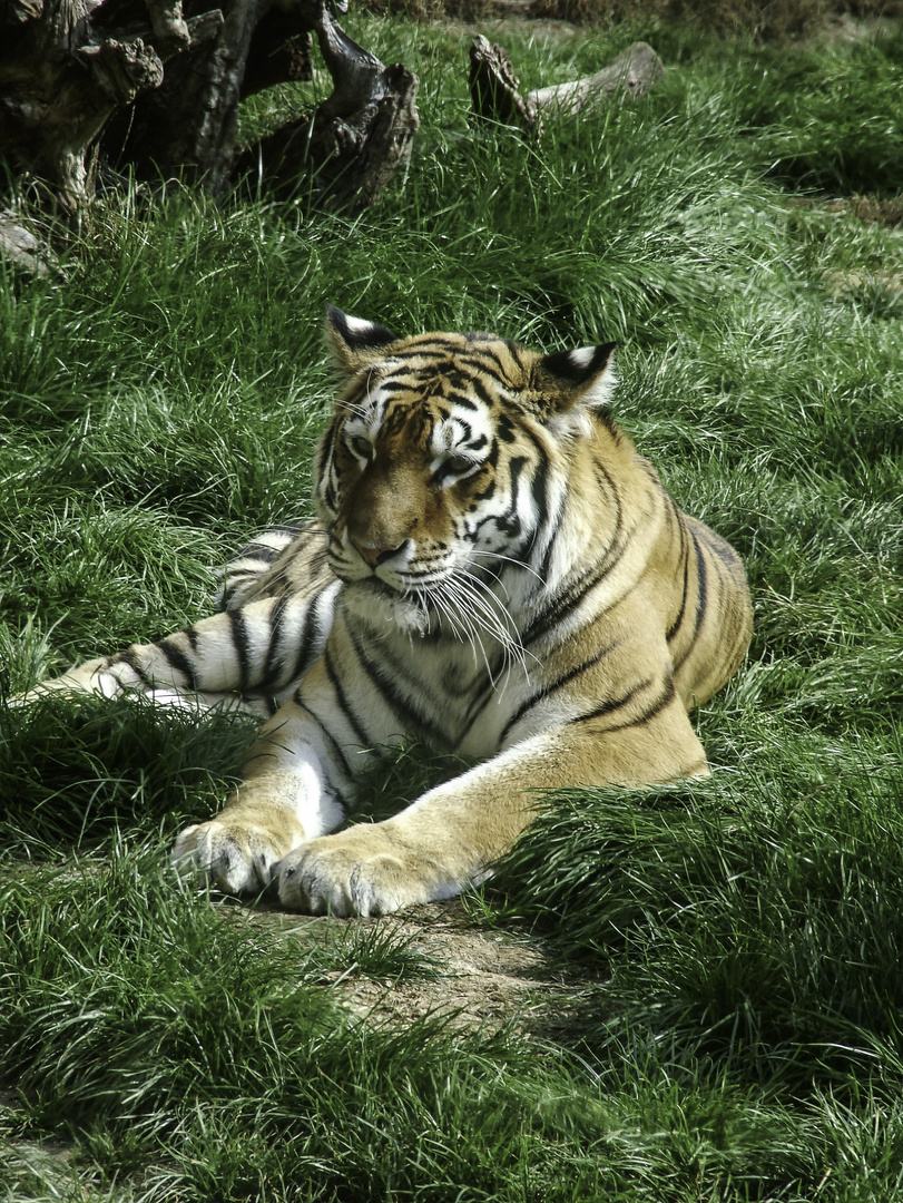 Tiger im Zoo Hannover
