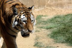 Tiger im Zoo Hannover #2