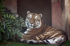 Tiger im Zoo Hannover