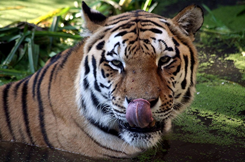 Tiger im Zoo Hannover