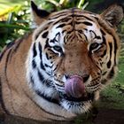 Tiger im Zoo Hannover