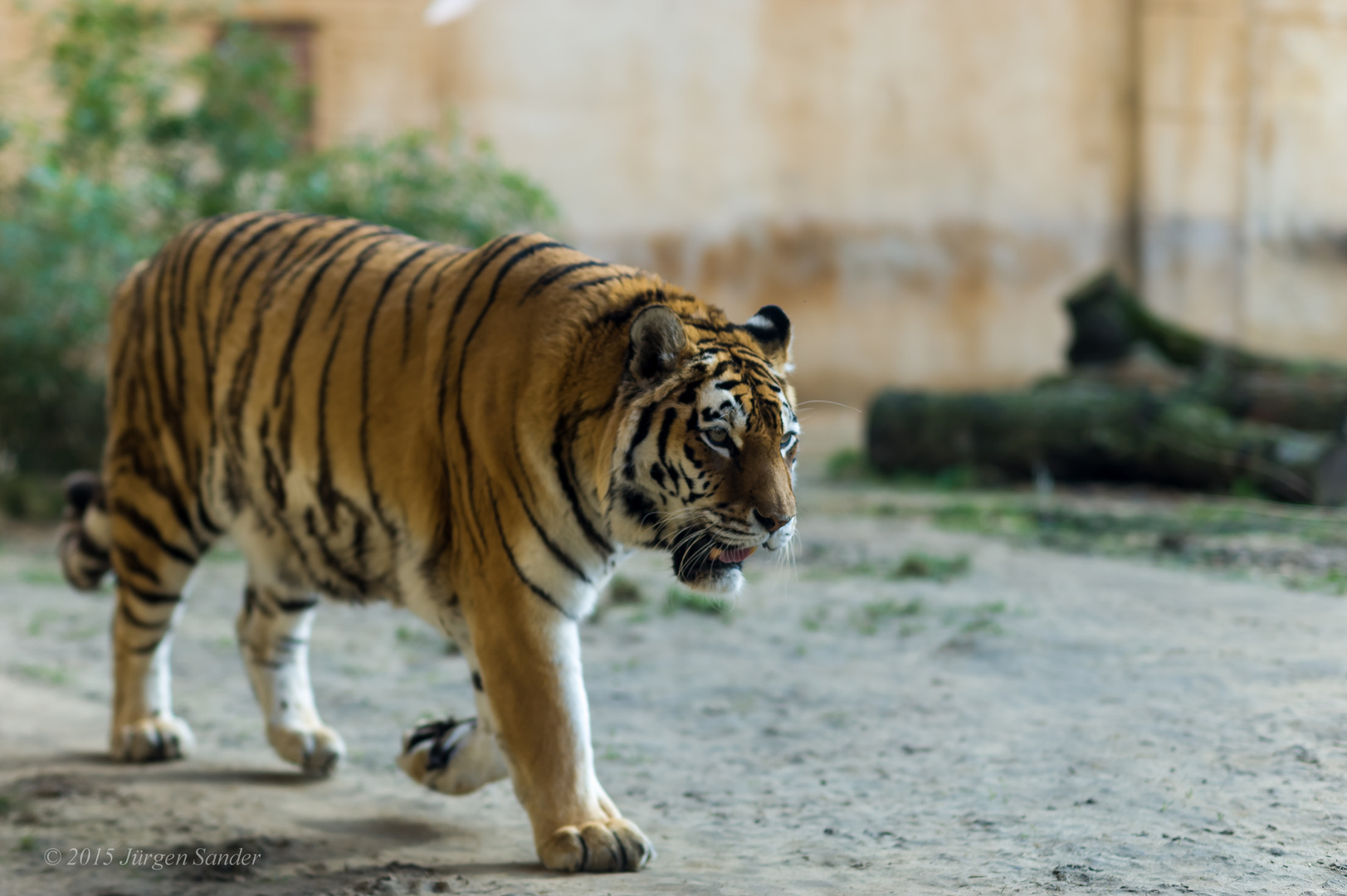 Tiger im Zoo Hannover