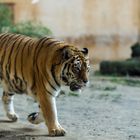 Tiger im Zoo Hannover