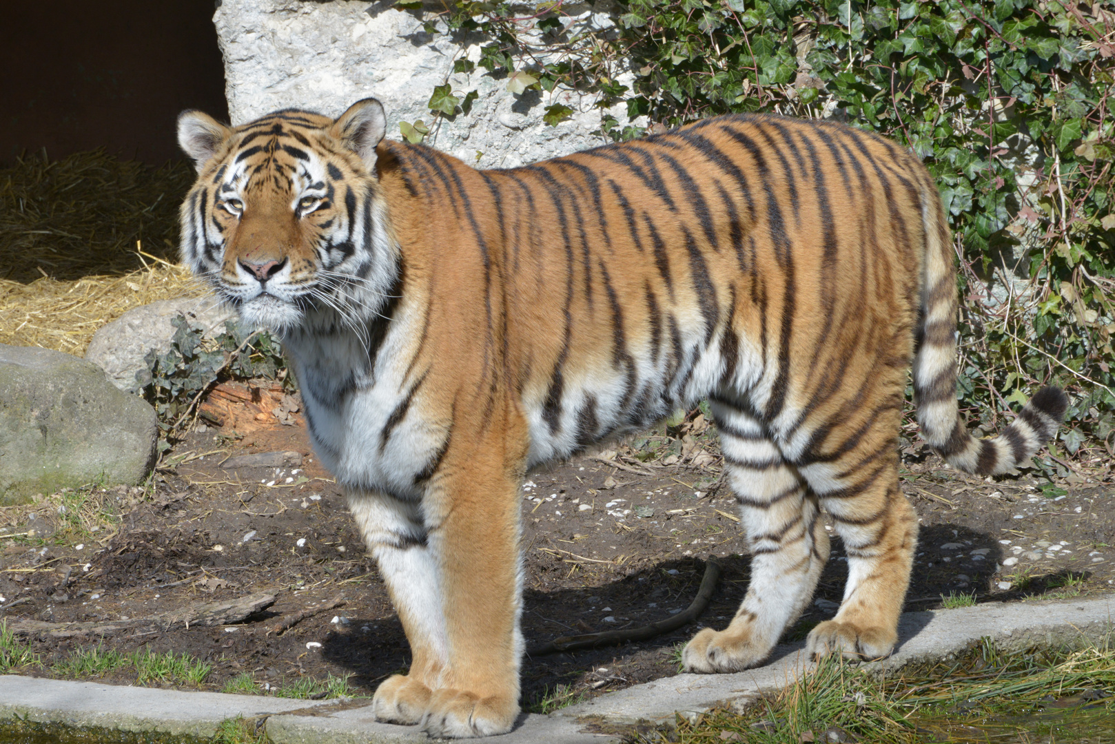 Tiger im Zoo Hellabrunn