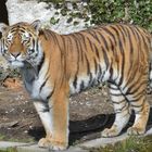 Tiger im Zoo Hellabrunn