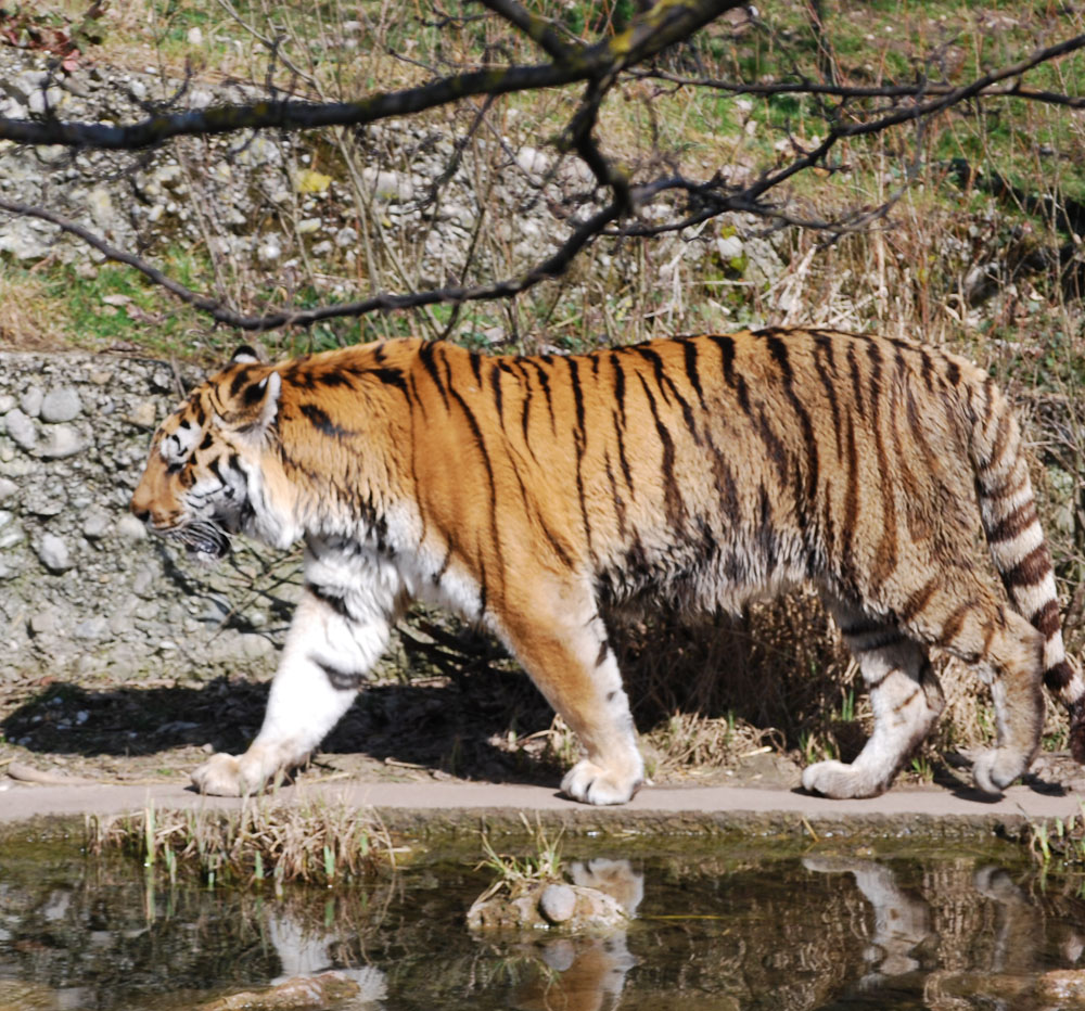 Tiger im Zoo Hellabrunn bei München