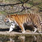 Tiger im Zoo Hellabrunn bei München