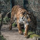 Tiger-im-Zoo-Krefeld