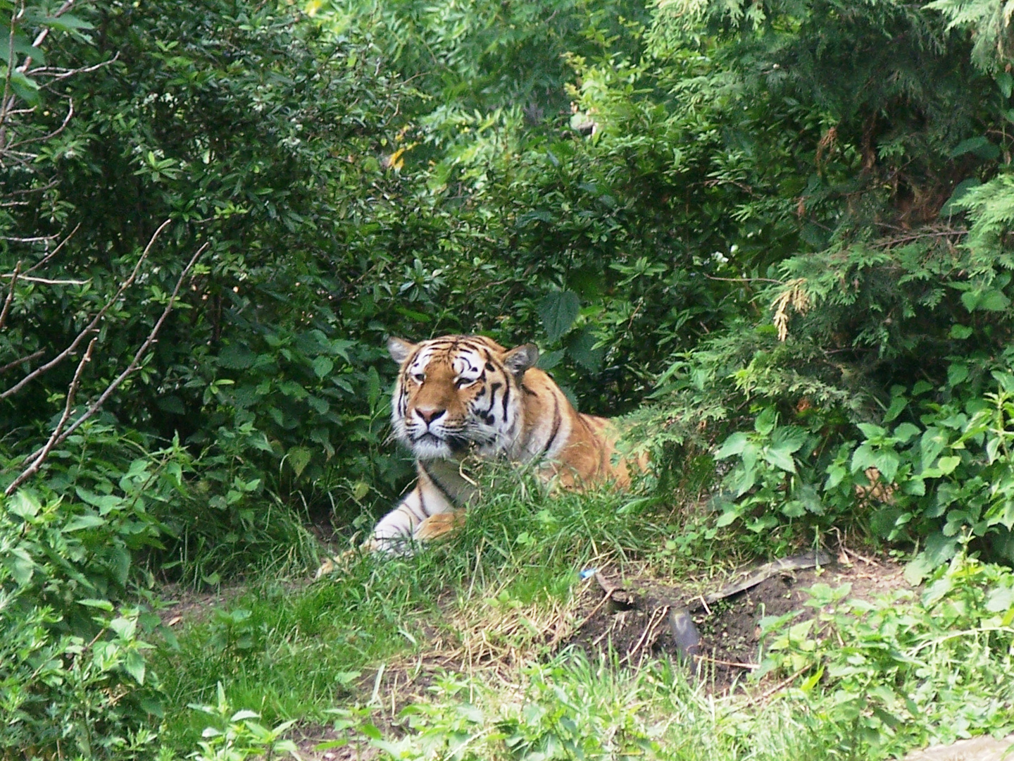 Tiger im Zoo Leipzig