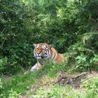 Tiger im Zoo Leipzig